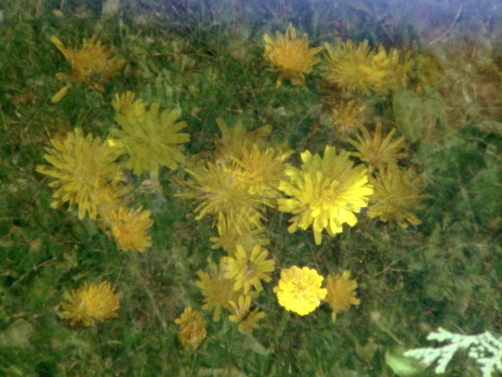 Every Flower in My Garden and a Butterfly Too · 16mm · 2026