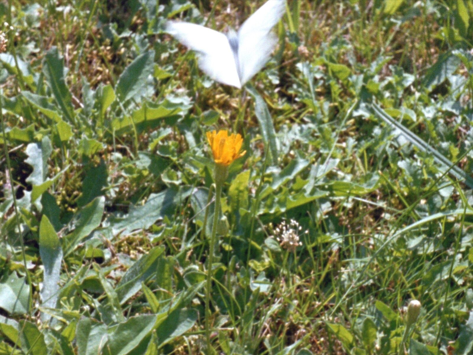 Every Flower in My Garden and a Butterfly Too — still