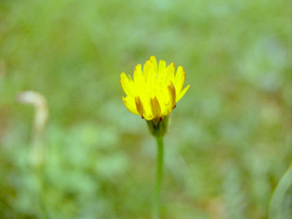 Every Flower in My Garden and a Butterfly Too — frame