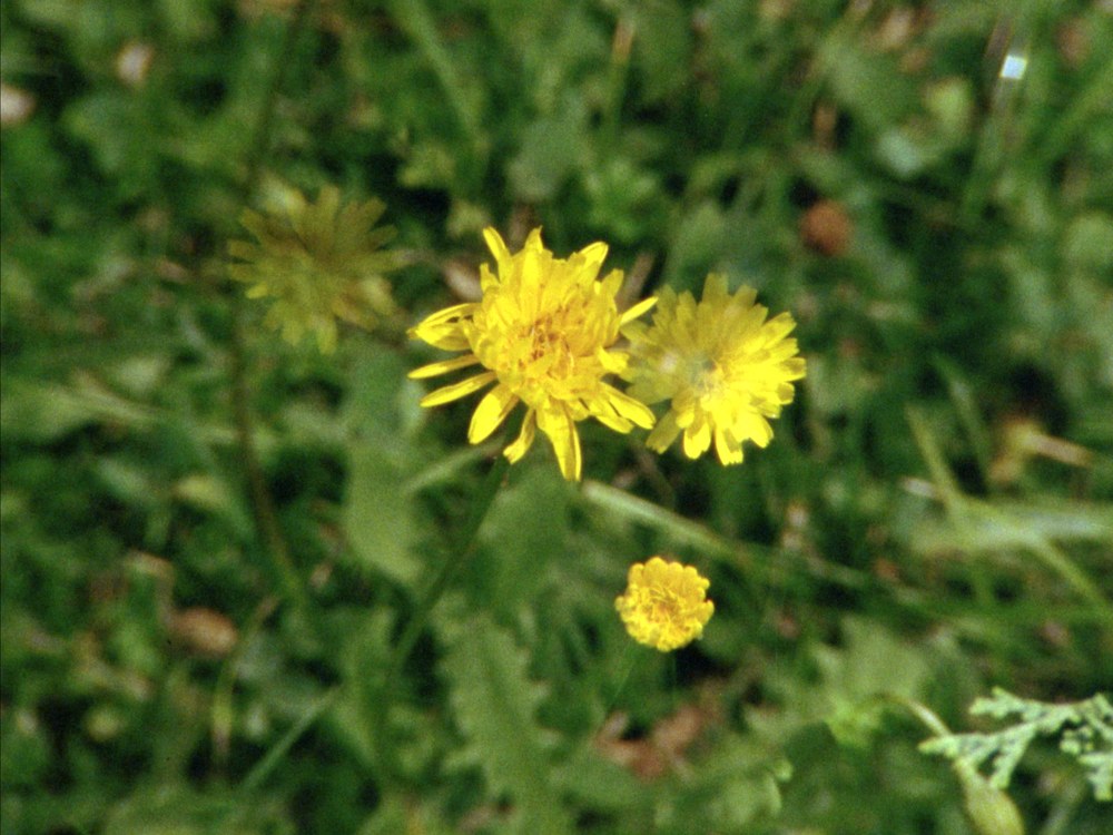 Every Flower in My Garden and a Butterfly Too — frame